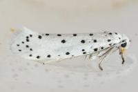 Yponomeuta