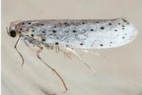 Yponomeuta