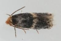 Ectoedemia