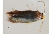 Stigmella