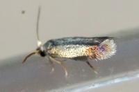 Stigmella