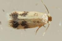 Acalyptris platani
