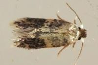 Stigmella