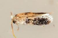Stigmella