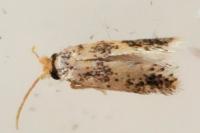 Stigmella