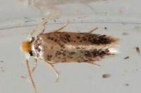 Stigmella