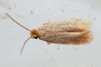 Trifurcula