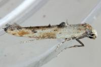 Epermenia aequidentella