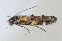 Mompha miscella