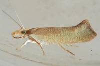 Ypsolopha alpella