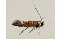 Phyllonorycter schreberella