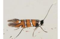 Phyllonorycter schreberella