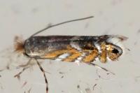 Macrosaccus robiniella