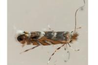 Macrosaccus robiniella