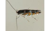 Macrosaccus robiniella