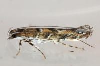 Acrocercops brongniardella