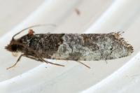 Phaneta pauperana