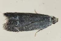 Anacampsis