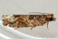 Crocidosema plebejana
