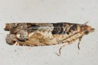 Crocidosema plebejana