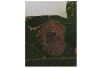 Tischeria dodonaea