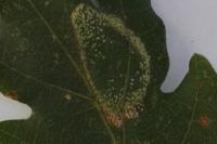 Phyllonorycter roboris