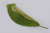 Phyllonorycter spinicolella