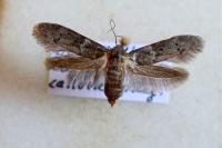 Blastobasis glandulella