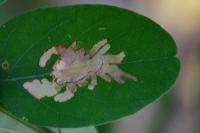 Parectopa robiniella