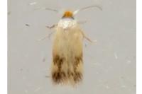 Acalyptris platani