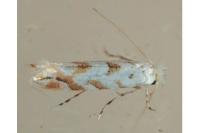 Phyllonorycter