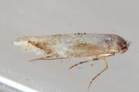 Bucculatrix