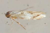 Bucculatrix