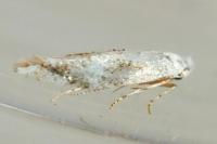 Bucculatrix