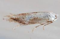 Bucculatrix