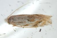 Bucculatrix