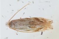 Bucculatrix
