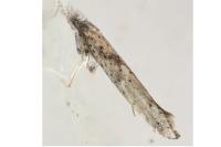 Paradoxus osyridellus