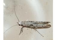 Paradoxus osyridellus