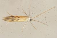 Epidola stigma