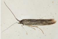 Coleophora