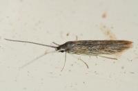 Coleophora