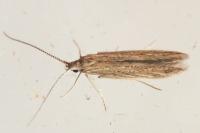 Coleophora