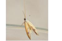 Epidola stigma