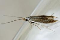 Coleophora