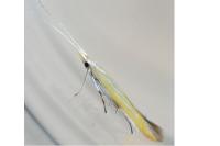 Coleophora