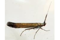 Coleophora