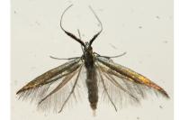 Coleophora