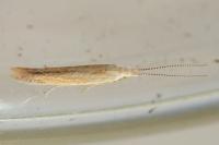Coleophora