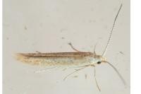 Coleophora